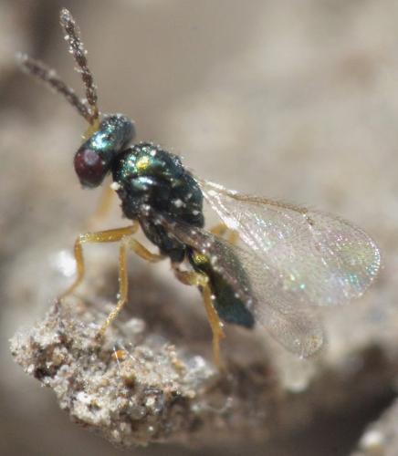 Chaenotetrastichus grangeri